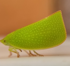 Siphanta acuta