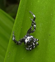 Phiale guttata