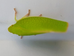 Siphanta acuta