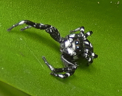 Phiale guttata