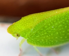 Siphanta acuta