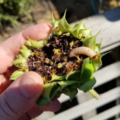 Insecta