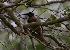 Philemon citreogularis