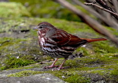 Passerella iliaca iliaca