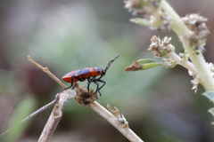 Lygaeus kalmii