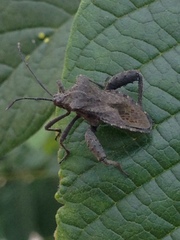 Camptischium