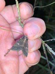 Condica albigera