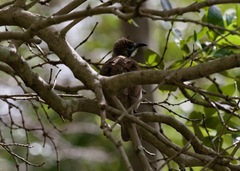 Philemon citreogularis