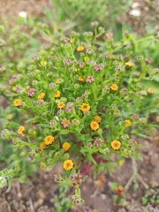 Amblyopappus pusillus