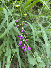 Cyphomeris gypsophiloides