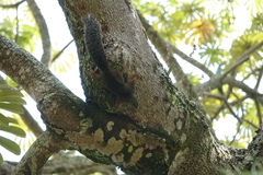 Heliosciurus rufobrachium