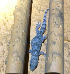 Hemidactylus mabouia
