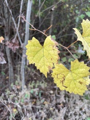 Phyllocnistis vitifoliella