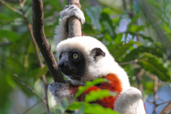 Propithecus coquereli