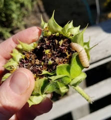 Insecta