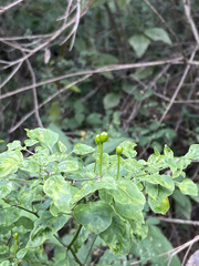 Capsicum annuum glabriusculum
