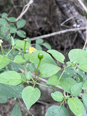 Capsicum annuum glabriusculum