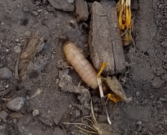Insecta