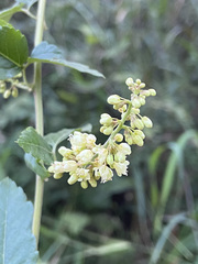 Serjania brachycarpa