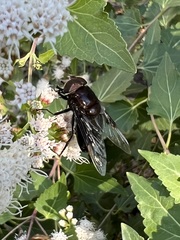 Copestylum violaceum