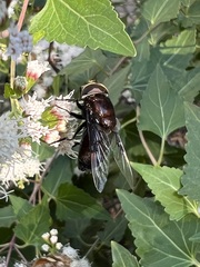 Copestylum violaceum