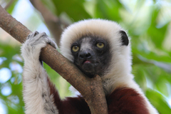 Propithecus coquereli