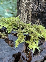 Antitrichia curtipendula