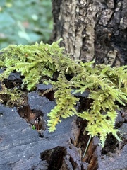 Antitrichia curtipendula