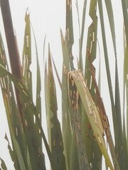 Ichneutica steropastis
