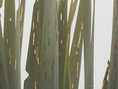 Orthoclydon praefectata