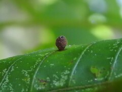 Caryomyia viscidolium