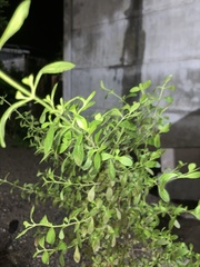 Menthinae