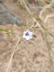 Conanthera