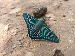 Phocides urania