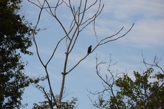 Geranospiza caerulescens