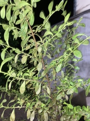 Menthinae