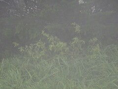 Urtica ferox