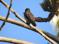 Leucolia violiceps