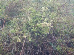 Clematis foetida