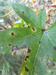 Cercospora liquidambaris