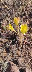Alstroemeria diluta chrysantha