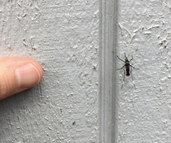 Toxorhynchites speciosus