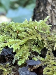 Antitrichia curtipendula