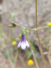 Conanthera