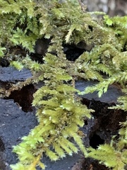 Antitrichia curtipendula