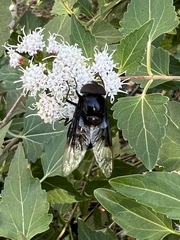 Copestylum violaceum