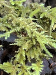 Antitrichia curtipendula