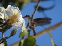 Leucolia violiceps