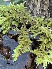 Antitrichia curtipendula