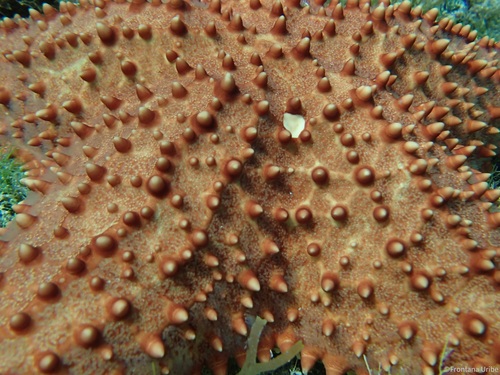 Red Cushion Sea Star, photo 10 of 10